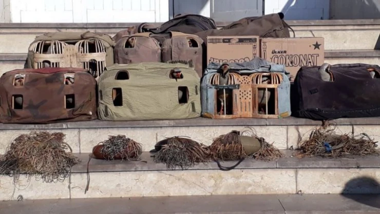 Yasadışı avda kullanılan keklikler doğaya bırakıldı