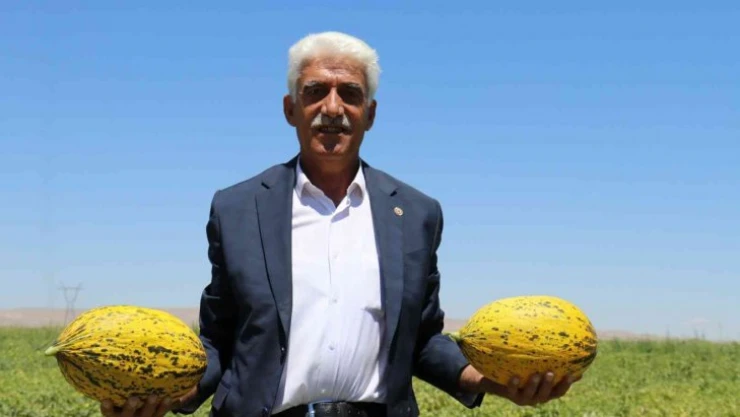 Yazıhan ovasında kavun hasadı