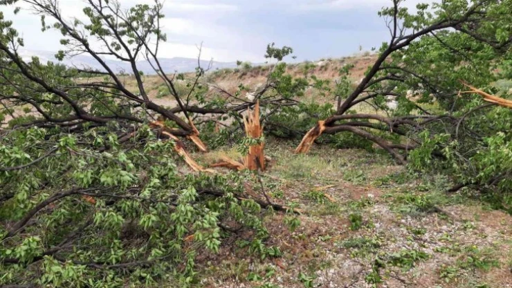 Yıldırım, ağacı parçaladı