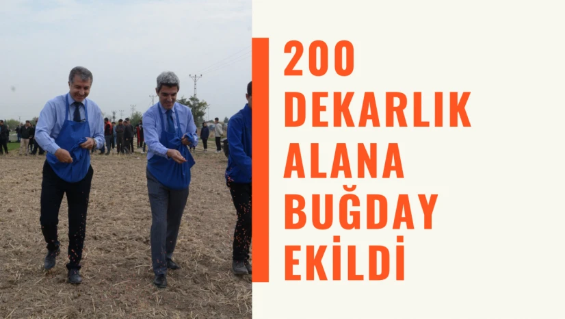 200 dekarlık alana buğday ekildi