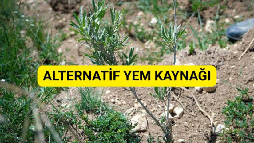 Alternatif yem kaynağı