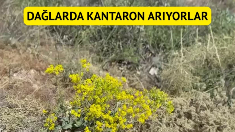 Dağlarda kantaron arıyorlar