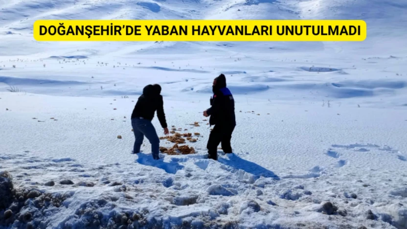 Doğanşehir'de yaban hayvanları unutulmadı
