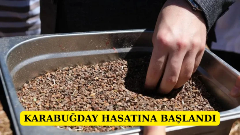 Karabuğday hasatına başlandı