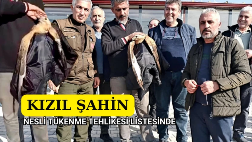 Yaralı Kızıl Şahin