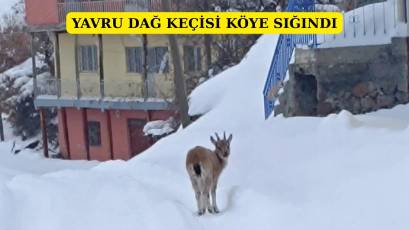 Yavru dağ keçisi köye sığındı